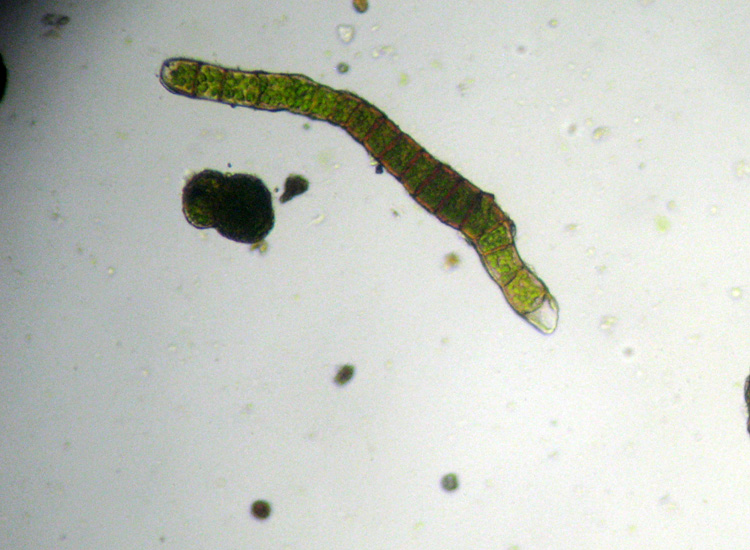 Microscopia (quasi) 